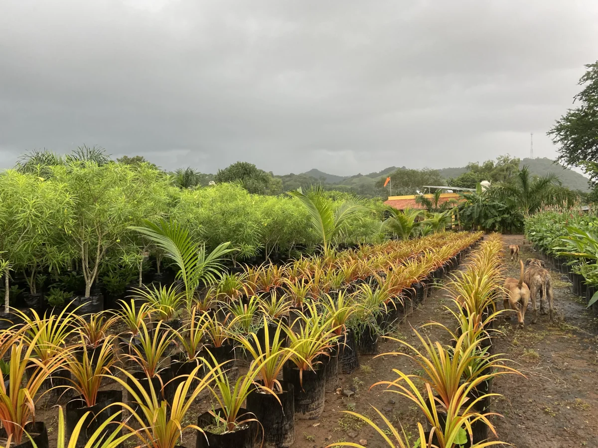 Nursery and productors punta de mita